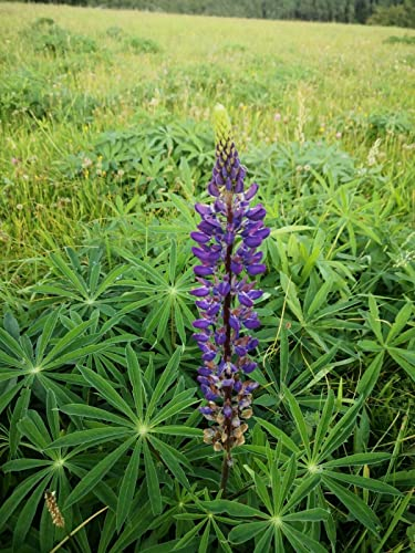 300 Samen Wild Lupine Lupinus perennis Wildblume Blumenwiese Bienen Stauden