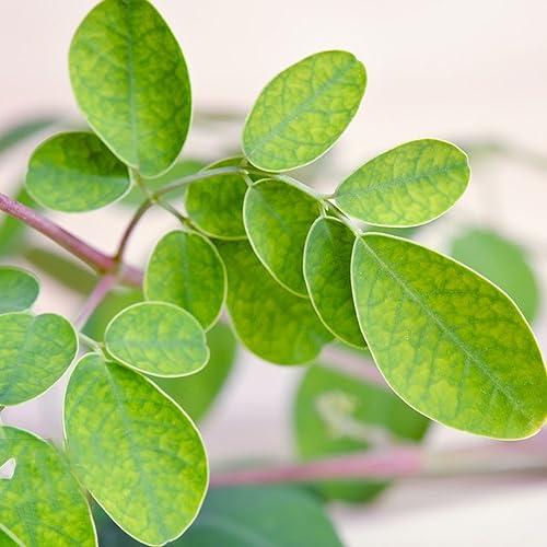20 pcs moringa baum pflanze kaufen samen - kräutersamen historische gemüsesorten samen,Moringa oleifera, gemüsesaat pflanzenkübel büropflanzen herbs pflanztopf zimmerbonsai bonsai