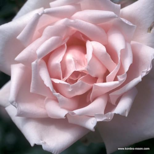 2 x Rose - Rosa 'New Dawn' Topf 25-30 cm - Die zeitlose Schönheit einer remontierenden Kletterrose