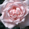 2 x Rose - Rosa 'New Dawn' Topf 25-30 cm - Die zeitlose Schönheit einer remontierenden Kletterrose