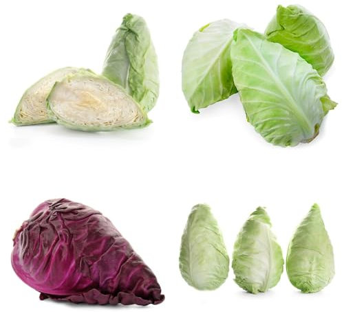 Spitzkohl Samen Bio, Spitzkohl Pflanzen, gemüsesamen, pflanzensamen wintergemüse pflanzen kaufen bio samen gemüse gemüse pflanzen, bonsai samen gartenkräuter samen, balkongarten 150pcs