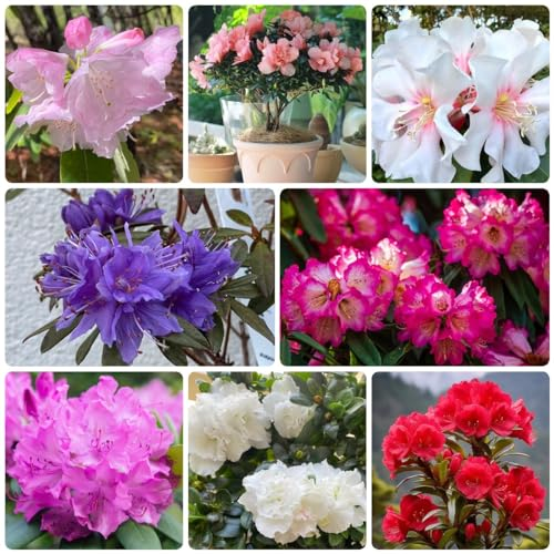 200 Pcs Rhododendron Samen - Azalee Samen - Topfpflanzen Draußen Winterhart, Frühlingsblumen Rhododendron Pflanze Samen, Blumensamen Balkon, Winterharte Kübelpflanzen Kräuterpflanzen
