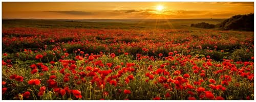 Wallario Küchenrückwand selbstklebend 115 x 50 cm, Motiv: Mohnblumenwiese bei Sonnenuntergang am Abend | Spritzschutz abwischbar & pflegeleicht