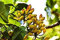Aamish 5pcs graines d'arbres pistaches