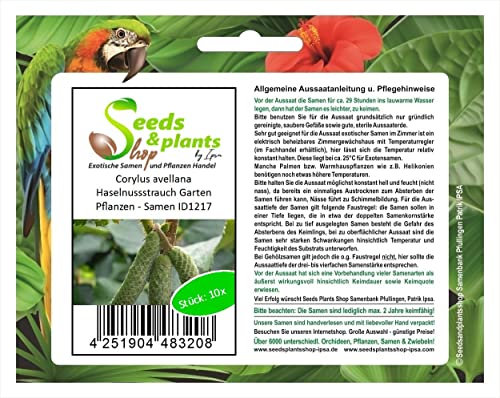 Stk - 10x Corylus avellana Haselnussstrauch Garten Pflanzen - Samen ID1217 - Seeds & Plants Shop by Ipsa
