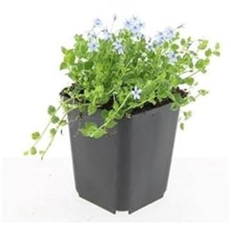 Bodendecker - Weisser Bubikopf - Scheinlobelie - Isotoma fluviatilis 'Alba' - 9cm Topf - Set mit 6 Pflanzen