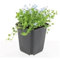Bodendecker - Weisser Bubikopf - Scheinlobelie - Isotoma fluviatilis 'Alba' - 9cm Topf - Set mit 6 Pflanzen