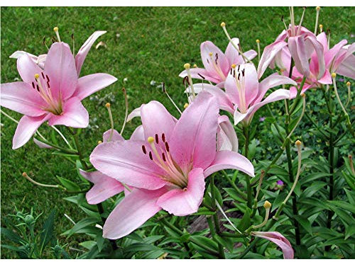 DIY 5D Diamant Malen nach Zahlen Kit, bunte Katze, komplette Bohrung Strasssteine Farbe mit Diamanten Kristall Diamant Kunst lilies