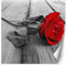 Feeby Vlies Fototapete Rose Blume Rustikal 250x250 cm Rot Wanddeko Inklusive Kleister Hotel Spa Büro Wohnzimmer Schlafzimmer Flur Anlage Zusammenfassung