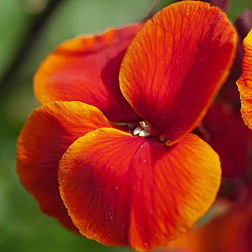 Welldales 50 Orange Fire King WallFlower Seeds Garden Bees Bedding Perennial Scented Plant