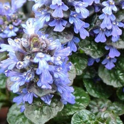 6x Pyramiden Günsel - Ajuga pyramidalis ‘Metallica Crispa’ - Topf 9x9cm