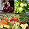 20 pcs apfelbaum kaufen - bonsai bäumchen kaufen winterfeste pflanzen für balkon apfel baum samen äpfel,Malus pumila, bonsai baum dankeschön geschenke klein dachbegrünung spalierobst