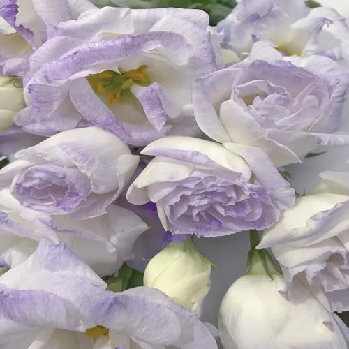 550 pcs Eustoma samen blumenwiese samen mehrjährig winterhart bienenwiese saatgut blumensamen gastgeschenk kräutergarten geschenk blumenwiese samen zimmerpflanzen dekoration wohnzimmer