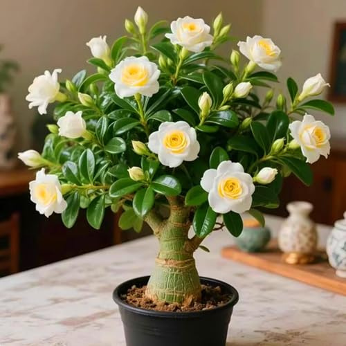 Schnelles Wachstum Seltene Wüstenrose Seltene Wüstenrose Winterhart WüStenrosenknolle Winterhart Schönes Bepflanzen von Staudengärten (E, 1 Knolle)