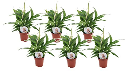 Plant in a Box - Spathiphyllum 'Torelli' - Pianta cucchiaio - Spatifillo - Set di 6 - Vaso 12cm - Altezza 30-45cm