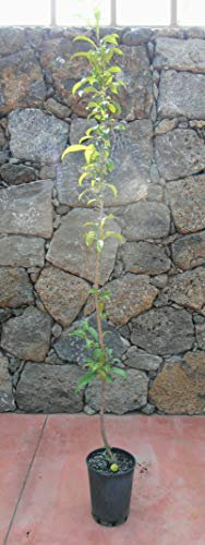 Pianta di pistacchi Albero pistacchio - Imballaggio speciale protettivo