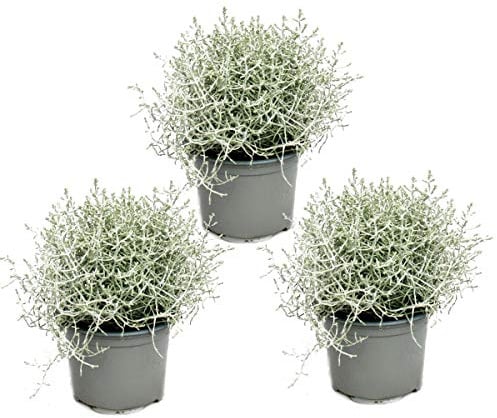 Stacheldrahtpflanze Silberdraht Calocephalus brownii 12cm Topf 3 Pflanzen