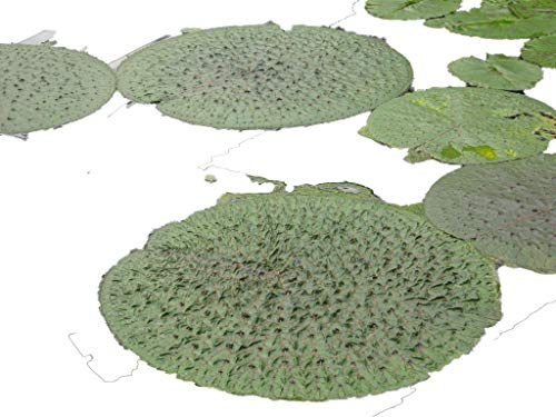Stachelseerose Riesen-Seerose -Euryale ferox- 4 frische Samen Rarität