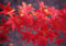 Acero rosso giapponese Acero palmatum Momiji pianta in vaso h. 50/100 cm Vivaio di Castelletto