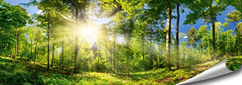 ARTBAY Wald Poster HD XXL - Panorama Kunstdruck - 118,8 x 42 cm | von Sonne durchfluteter, Zauberhafter Wald | Natur Bilder | Premium Qualität
