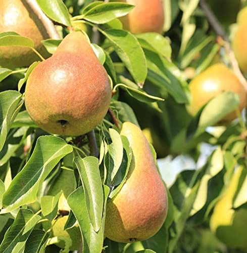 Birnenbaum `Harrow SweetⓈ´, Buschbaum (kleinbleibend), 120-140cm im 10L-Topf