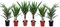 Plant in a Box - Miscela di palme da interno - Mix di 6 - Washingtonia - Yucca - Phoenix - Vaso 14cm - Altezza 50-70cm