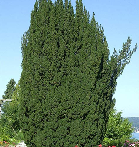 Grüne Säuleneibe 100-125cm - Taxus baccata Fastigiata - Gartenpflanze
