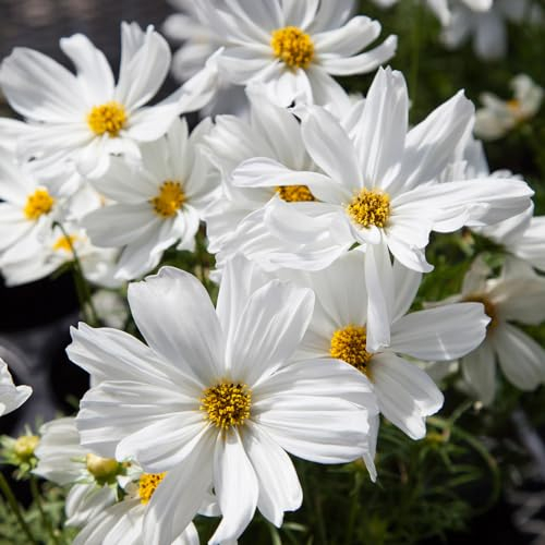 Cosmos 'Apollo White'. Plug Plant x 6. Perfect for pots and pollinators. Ideal for Cut Flowers. White Bedding Flowers. Available from Bedwen Plants