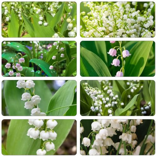 Convallaria Majalis bulbos de lirio de los valles interior exóticas balcón camas elevadas jardín bonsái reverdecimiento tejados oficina decorativas 17pcs