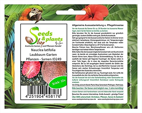Stk - 10x Nauclea latifolia Laubbaum Garten Pflanzen - Samen ID249 - Seeds & Plants Shop by Ipsa