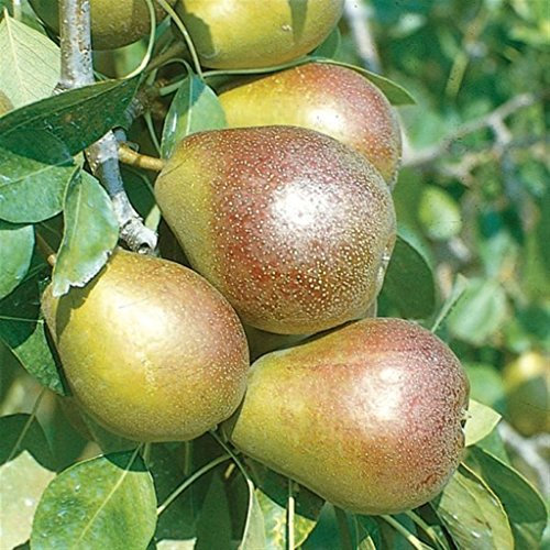 VEG SRLS Pianta da frutto ALBERO DI PERO IMPOLLINATORE 'COSCIA' SIMILE A RADICE NUDA - 1 METRO