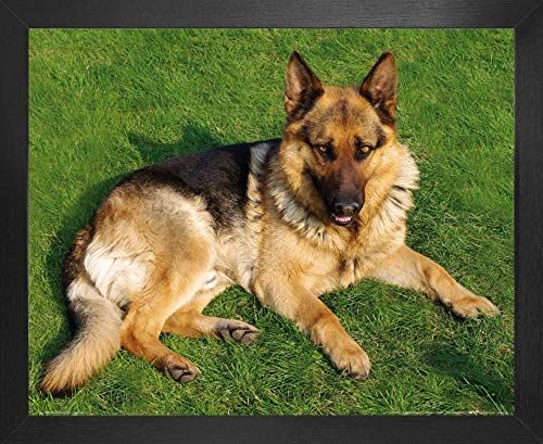 1art1 Hunde Poster Kunstdruck Bild und MDF-Rahmen - Deutscher Schäferhund Auf Der Wiese (50 x 40cm)