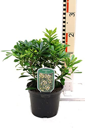 Pittosporum Natural Arbusto Ornamental de Aspecto Elegante - Planta Exterior