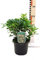 Pittosporum Natural Arbusto Ornamental de Aspecto Elegante - Planta Exterior