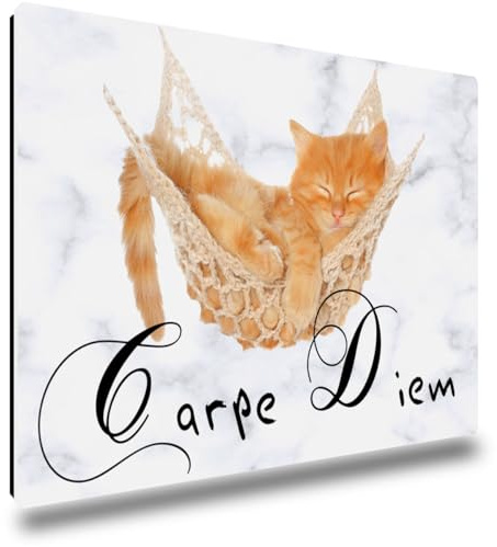 TRIOSK Kühlschrankmagnete Sprüche Tiere Magnet Katze lustig mit Katzen Spruch Carpe Diem Katzenmotiv Katzenmagnet Geschenk für Katzenliebhaber Kühlschrank stark eckig groß 85x55 mm