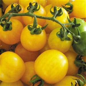 Seed Germination: 100 Robin Red Dwarf Hasty Vase Tomato Seeds: Only Seeds