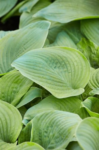 Hosta plantaginea 'Guacamole' 11x11 cm Topf – Winterhart, Mehrjährig, Pflegeleicht – Funkie – Staude für Schattenbeet & Kübel