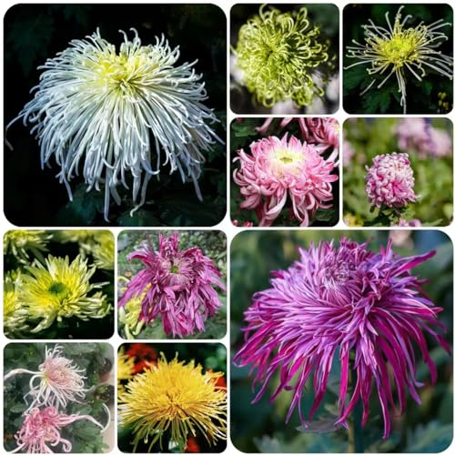 200 pcs chrysanthemen balkon samen - zimmerpflanze chrysantheme,Chrysanthemum morifolium, hochbeete für garten schmetterlingswiese gartensamen bonsai samen frühlingsblumen