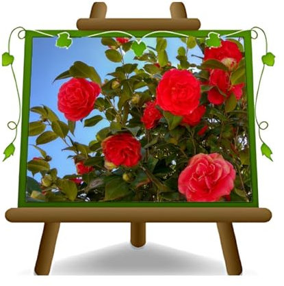 Camelia Rossa Kramer's Supreme Plantes ornementales – sur pot de 26 cm – hauteur 90 ~ 100 cm