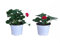 Plantas de Fresa - Pack 2 Unidades - Fragaria Vesca - Plantas Naturales Que Generan Frutos