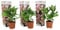 Plant in a Box - Hydrangea macrophylla - 3er Set - Hortensien Rosa - Gartenpflanzen Winterhart - Topf 9cm - Höhe 25-40cm