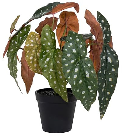 Blooming Artificial Faux Begonia Maculata Plant, Fake Indoor 37cm Small House Plant in Black Pot, Green Spotted Leaves, Indoor Home Decor