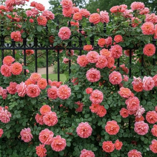 Kletterrose Rosa - 2 Pflanzen | Stauden Winterhart Mehrjährig, Echte Rose aus Holland, für Spaliere, Bögen & Pergolen (keine Samen, nicht künstlich)