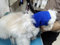 DDFS Protezioni per le orecchie per cani Cuffie con cancellazione del rumore senza lembo Protezioni per le orecchie per cani con cappuccio Avvolgere Orecchie silenziose Blu M