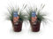 GreenboutiQ - Ziergräser - Festuca glauca Intense Blue - Blau - 2 Pflanzen - Immergrün - Wenig Pflege - Topf 17cm Höhe 50cm