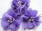 YYCRAFT 20 Stück Chiffon Blumen mit Strass und Perlen Hochzeit Dekoration/Haar Accessoire Handwerk/Nähen Craft(Violett,5cm)
