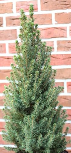 Kanadische Zuckerhut - Fichte Picea Glauca Conica 20-30 cm winterhart Freilandaufzucht
