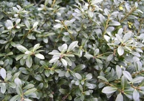 Ilex crenata Stokes - Buchs-Ilex Stokes - Niedriger Berg-Ilex Stokes Größe 50-60cm