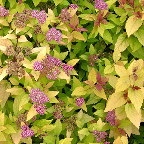 Spiraea Japonica 'Firelight' Japanese Deciduous Hardy Garden Shrub | 9cm Pot