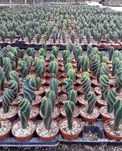 Portal Cool Cereus forbesii X1 Spiralis In Cactus Ariocarpus Copiapoa Aztekium Kakteen
